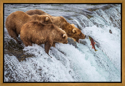 Grizzly Bears Fishing for Salmon at Katmai National Park Brooks Falls, Alaska