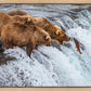 Grizzly Bears Fishing for Salmon at Katmai National Park Brooks Falls, Alaska