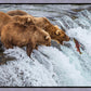 Grizzly Bears Fishing for Salmon at Katmai National Park Brooks Falls, Alaska