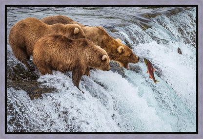 Grizzly Bears Fishing for Salmon at Katmai National Park Brooks Falls, Alaska
