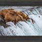 Grizzly Bears Fishing for Salmon at Katmai National Park Brooks Falls, Alaska