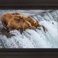 Grizzly Bears Fishing for Salmon at Katmai National Park Brooks Falls, Alaska