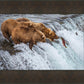 Grizzly Bears Fishing for Salmon at Katmai National Park Brooks Falls, Alaska