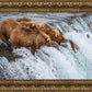 Grizzly Bears Fishing for Salmon at Katmai National Park Brooks Falls, Alaska