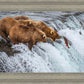 Grizzly Bears Fishing for Salmon at Katmai National Park Brooks Falls, Alaska