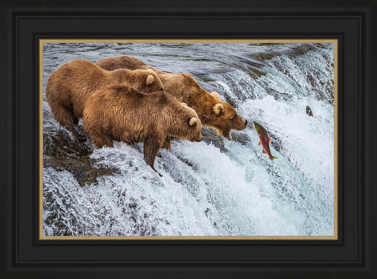 Grizzly Bears Fishing for Salmon at Katmai National Park Brooks Falls, Alaska