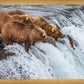 Grizzly Bears Fishing for Salmon at Katmai National Park Brooks Falls, Alaska