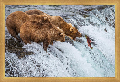 Grizzly Bears Fishing for Salmon at Katmai National Park Brooks Falls, Alaska
