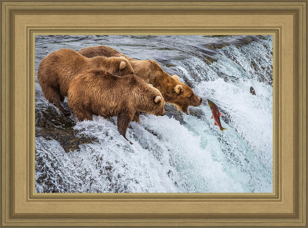 Grizzly Bears Fishing for Salmon at Katmai National Park Brooks Falls, Alaska