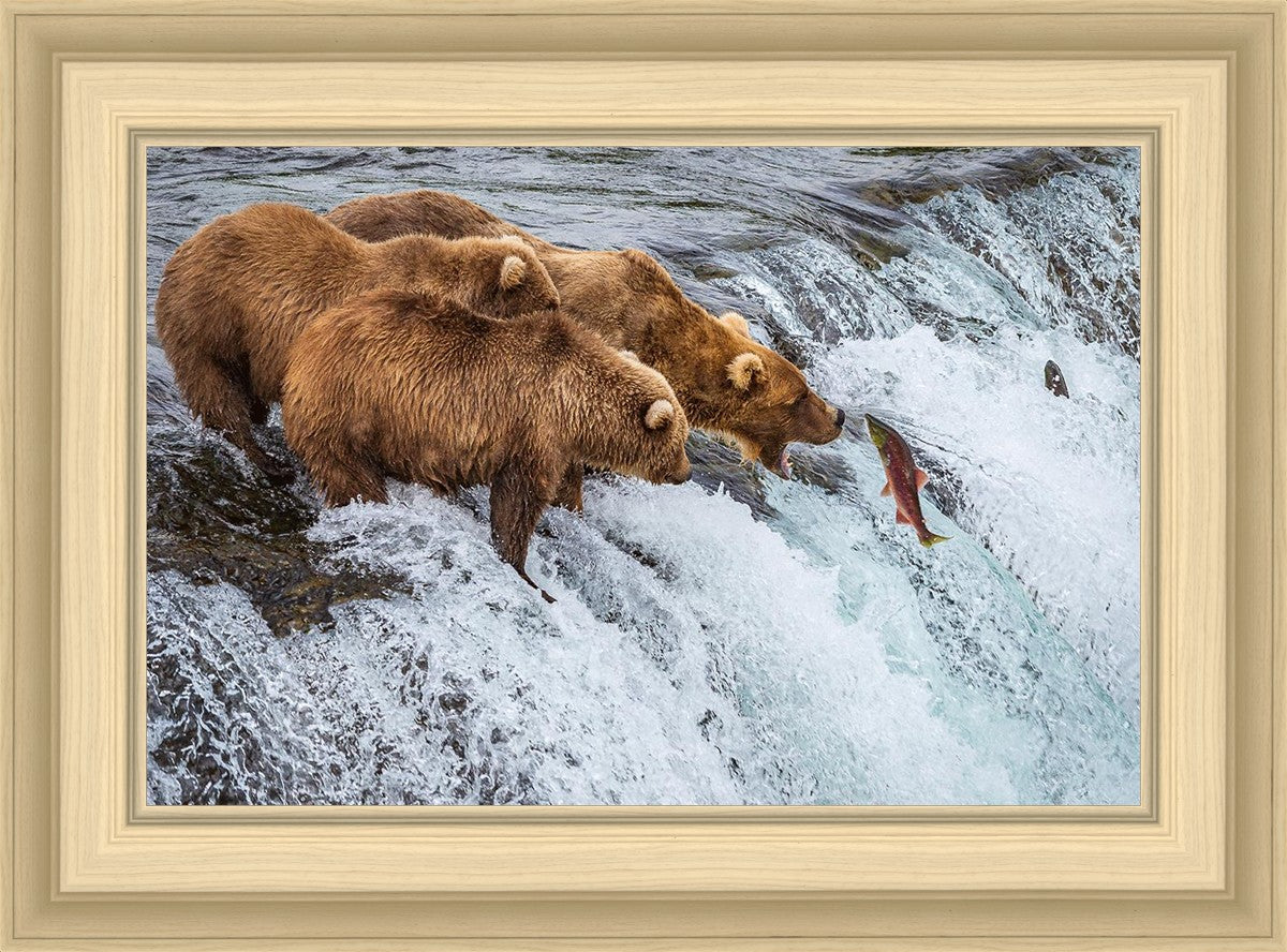 Grizzly Bears Fishing for Salmon at Katmai National Park Brooks Falls, Alaska