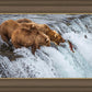 Grizzly Bears Fishing for Salmon at Katmai National Park Brooks Falls, Alaska