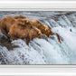Grizzly Bears Fishing for Salmon at Katmai National Park Brooks Falls, Alaska