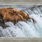 Grizzly Bears Fishing for Salmon at Katmai National Park Brooks Falls, Alaska