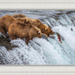 Grizzly Bears Fishing for Salmon at Katmai National Park Brooks Falls, Alaska