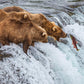 Grizzly Bears Fishing for Salmon at Katmai National Park Brooks Falls, Alaska