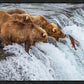 Grizzly Bears Fishing for Salmon at Katmai National Park Brooks Falls, Alaska