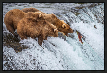 Grizzly Bears Fishing for Salmon at Katmai National Park Brooks Falls, Alaska