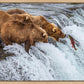 Grizzly Bears Fishing for Salmon at Katmai National Park Brooks Falls, Alaska