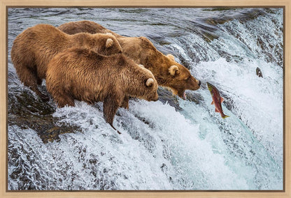 Grizzly Bears Fishing for Salmon at Katmai National Park Brooks Falls, Alaska