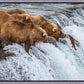 Grizzly Bears Fishing for Salmon at Katmai National Park Brooks Falls, Alaska