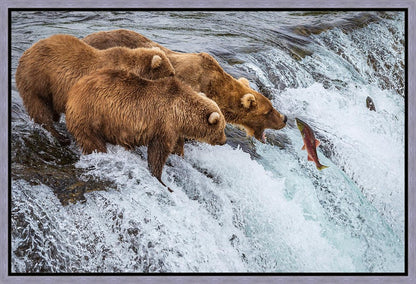 Grizzly Bears Fishing for Salmon at Katmai National Park Brooks Falls, Alaska