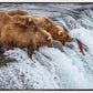 Grizzly Bears Fishing for Salmon at Katmai National Park Brooks Falls, Alaska