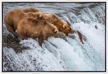 Grizzly Bears Fishing for Salmon at Katmai National Park Brooks Falls, Alaska