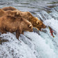 Grizzly Bears Fishing for Salmon at Katmai National Park Brooks Falls, Alaska
