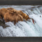 Grizzly Bears Fishing for Salmon at Katmai National Park Brooks Falls, Alaska