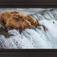 Grizzly Bears Fishing for Salmon at Katmai National Park Brooks Falls, Alaska