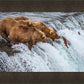 Grizzly Bears Fishing for Salmon at Katmai National Park Brooks Falls, Alaska