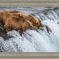 Grizzly Bears Fishing for Salmon at Katmai National Park Brooks Falls, Alaska