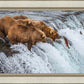 Grizzly Bears Fishing for Salmon at Katmai National Park Brooks Falls, Alaska