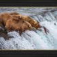 Grizzly Bears Fishing for Salmon at Katmai National Park Brooks Falls, Alaska