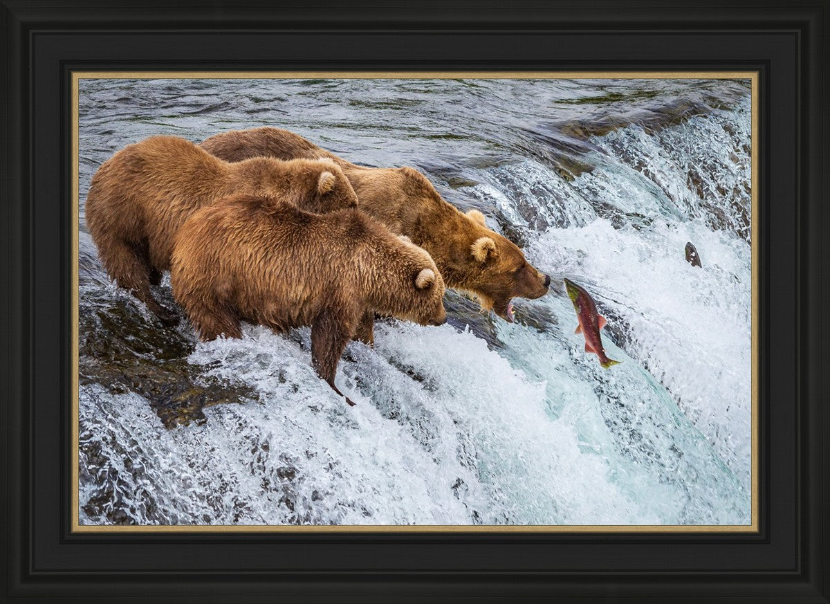 Grizzly Bears Fishing for Salmon at Katmai National Park Brooks Falls, Alaska