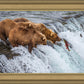 Grizzly Bears Fishing for Salmon at Katmai National Park Brooks Falls, Alaska