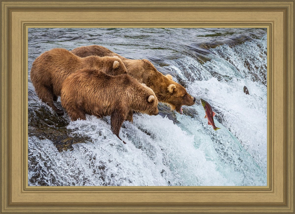 Grizzly Bears Fishing for Salmon at Katmai National Park Brooks Falls, Alaska
