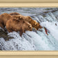 Grizzly Bears Fishing for Salmon at Katmai National Park Brooks Falls, Alaska