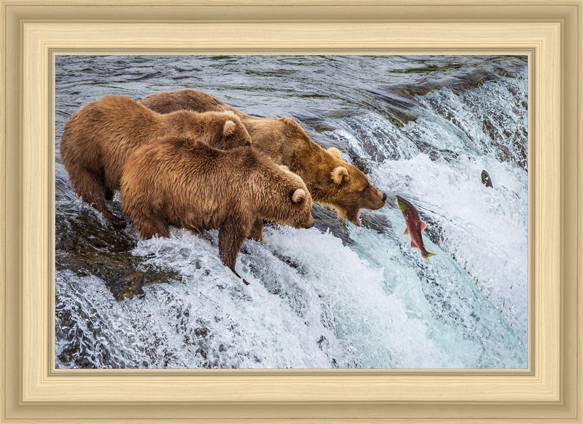 Grizzly Bears Fishing for Salmon at Katmai National Park Brooks Falls, Alaska