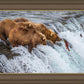 Grizzly Bears Fishing for Salmon at Katmai National Park Brooks Falls, Alaska