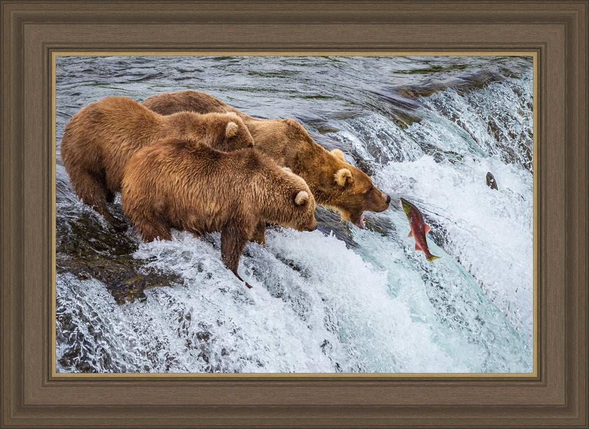 Grizzly Bears Fishing for Salmon at Katmai National Park Brooks Falls, Alaska