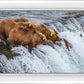 Grizzly Bears Fishing for Salmon at Katmai National Park Brooks Falls, Alaska