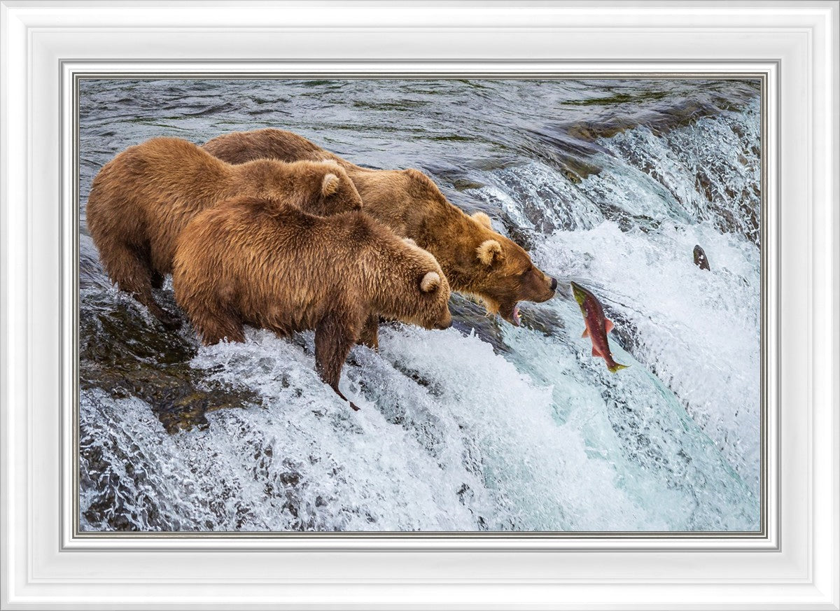 Grizzly Bears Fishing for Salmon at Katmai National Park Brooks Falls, Alaska