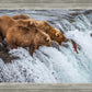Grizzly Bears Fishing for Salmon at Katmai National Park Brooks Falls, Alaska