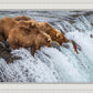 Grizzly Bears Fishing for Salmon at Katmai National Park Brooks Falls, Alaska