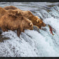 Grizzly Bears Fishing for Salmon at Katmai National Park Brooks Falls, Alaska