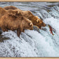Grizzly Bears Fishing for Salmon at Katmai National Park Brooks Falls, Alaska