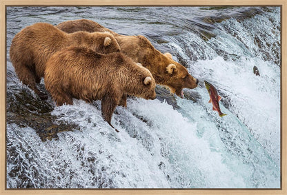 Grizzly Bears Fishing for Salmon at Katmai National Park Brooks Falls, Alaska