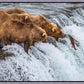 Grizzly Bears Fishing for Salmon at Katmai National Park Brooks Falls, Alaska