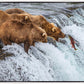 Grizzly Bears Fishing for Salmon at Katmai National Park Brooks Falls, Alaska